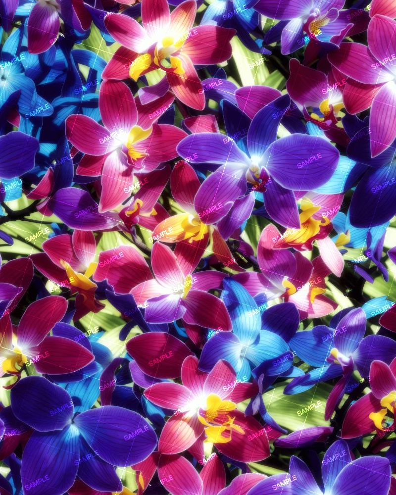 Orchid Garden 43