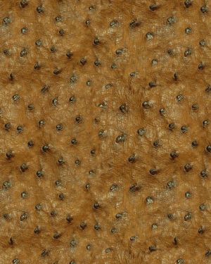 Ostrich Leather 23