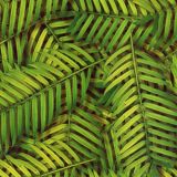 Palm-Leaves-23.jpg