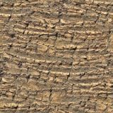 Palm-Tree-Bark-22.jpg