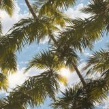 Palm-Trees-44-1.jpg