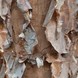 Paper-Birch-Bark-37.jpg