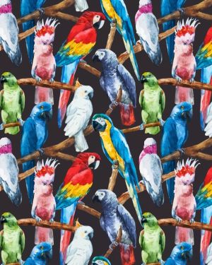 Parrots 23