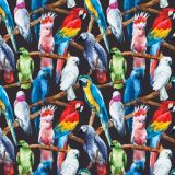 Parrots-23.jpg
