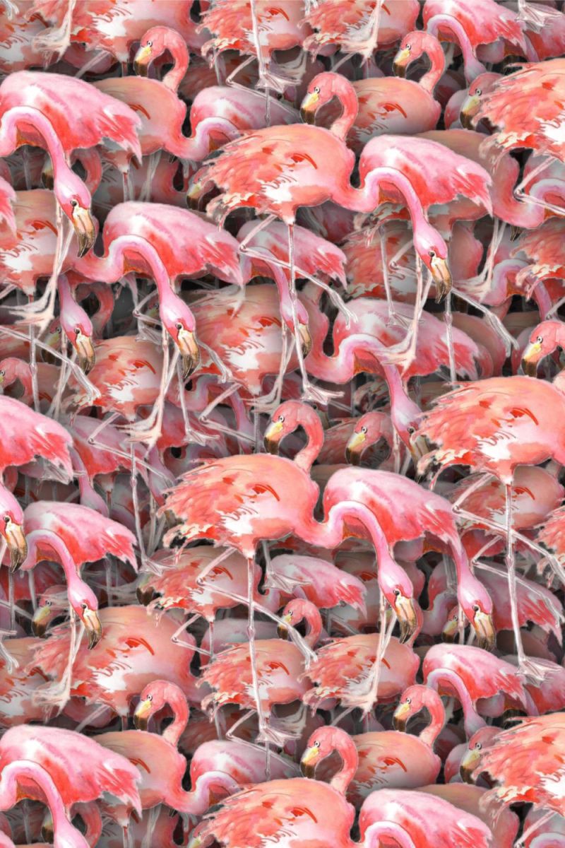 Pat of Flamingos
