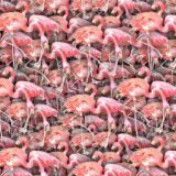 Pat-of-Flamingos.jpg