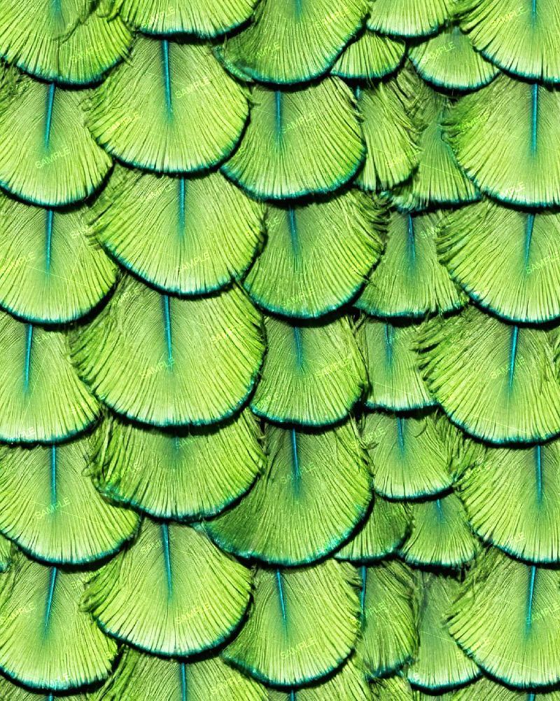 Peacock Back Feathers