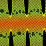 Peacock-Bass-Scales-thumb-1.jpg