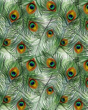 Peacock Feathers 22