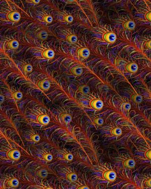 Peacock Feathers 23