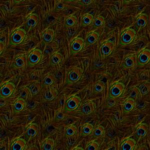 Peacock Feathers 24