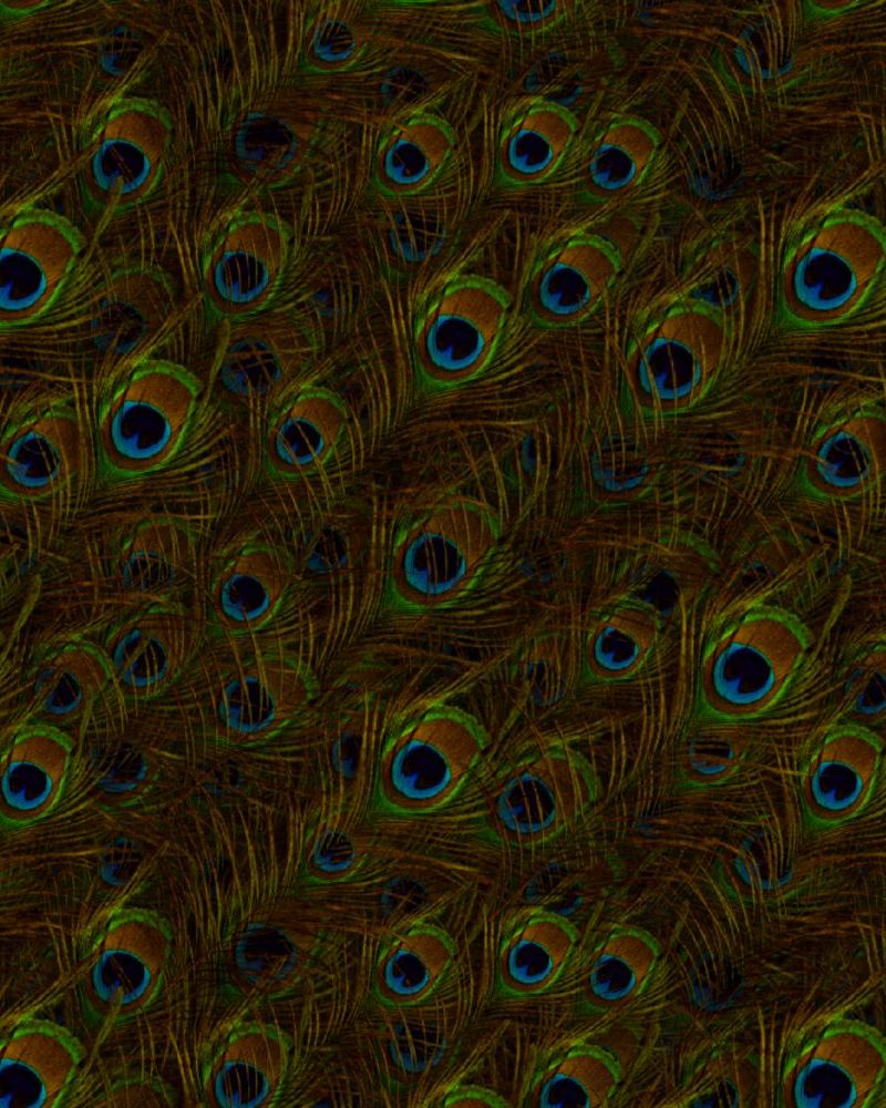 Peacock Feathers 24