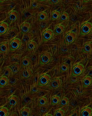 Peacock Feathers 24