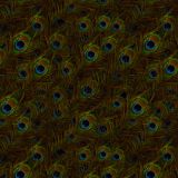 Peacock-Feathers-24.jpg
