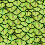 Peacock-Pin-Feathers-23.jpg