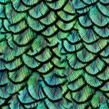 Peacock-Pin-Feathers-24.jpg