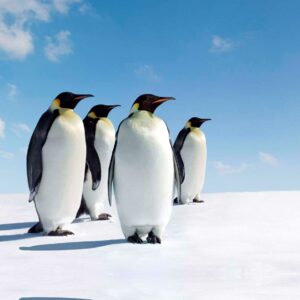 Penguins 26
