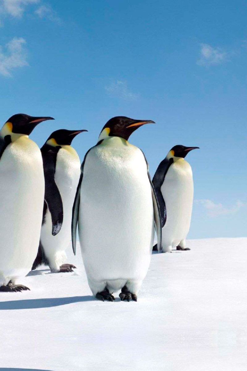 Penguins 26