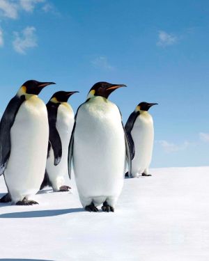 Penguins 26