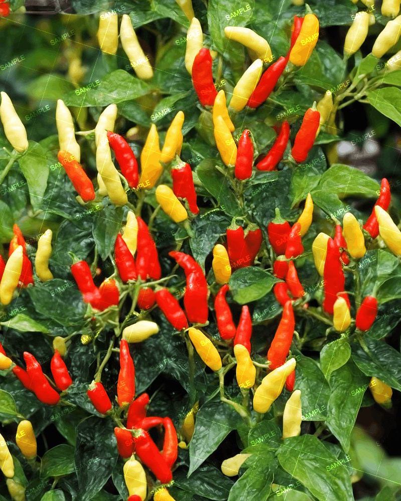 Pepper Plant 42