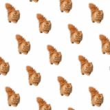 Persians-23.jpg