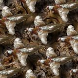 Pheasant-Flying-thumb-1.jpg