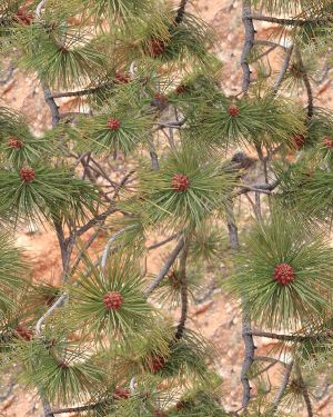 Pine Berry Camouflage