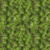 Pine-Needles-22.jpg