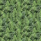 Pine-Trees.jpg