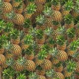 Pineapples-22.jpg