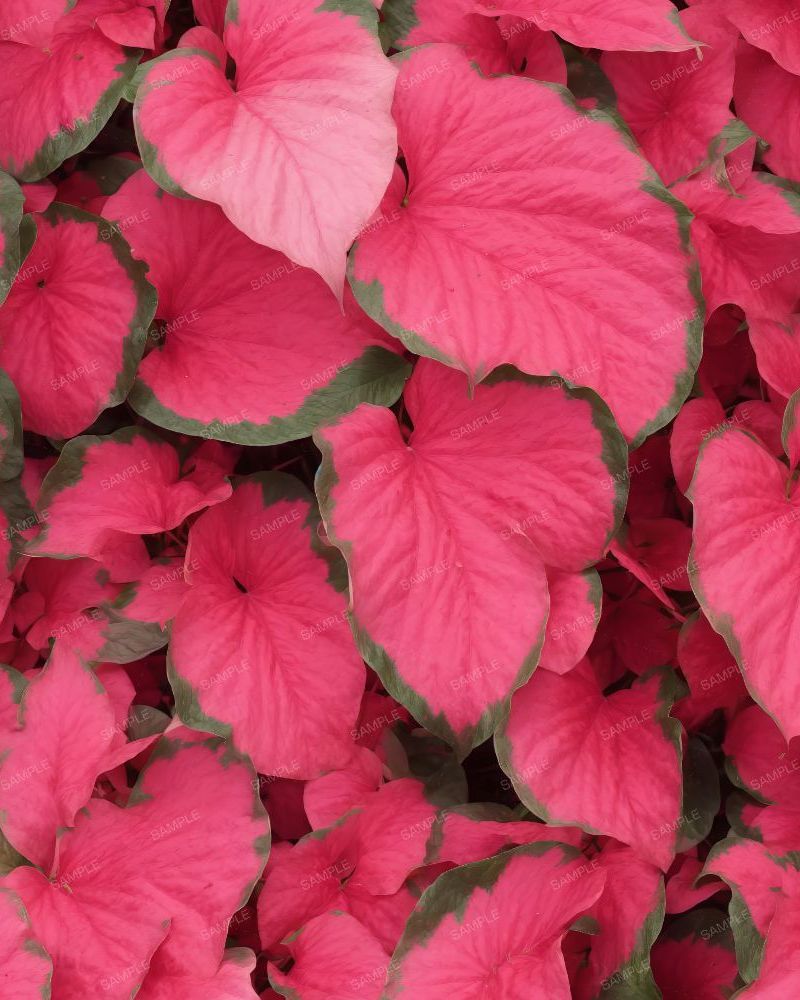 Pink Lance Leaf Caladium