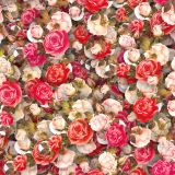 Pink-Roses-18.jpg