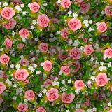 Pink-Roses-19.jpg