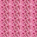 Pink-Roses-21.jpg