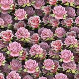 Pink-Roses-24.jpg