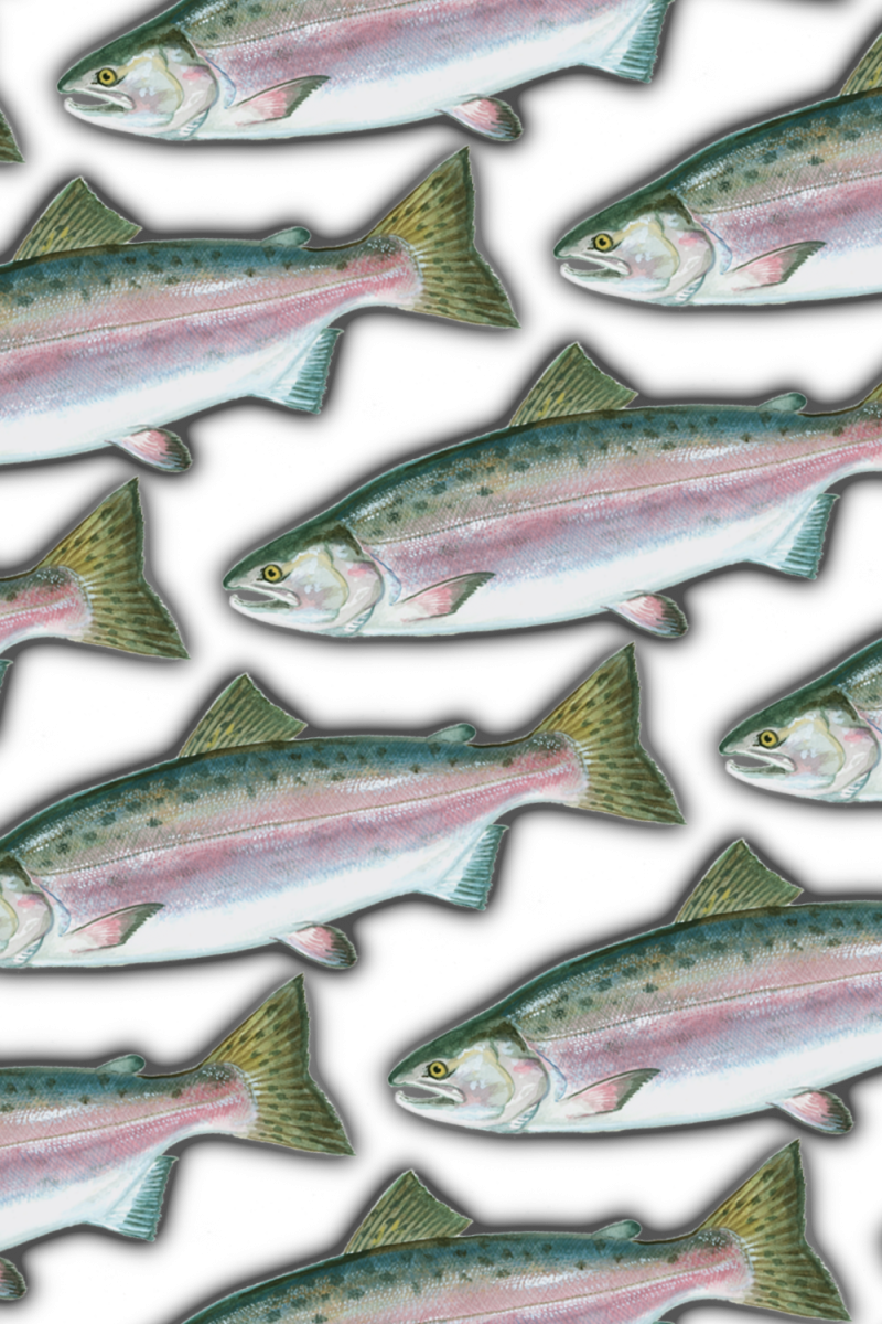 Pink Salmon 22