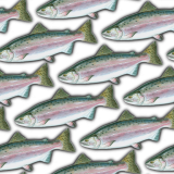 Pink-Salmon-22.png
