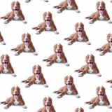 Pit-Bulls-22.jpg