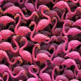 Plastic-Yard-Flamingos-42.jpg