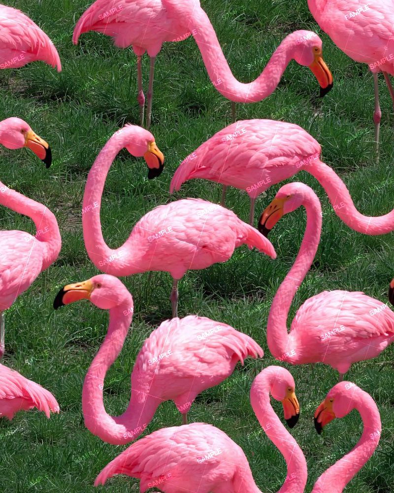 Plastic Yard Flamingos 44