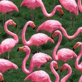 Plastic-Yard-Flamingos-44.jpg