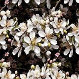 Plum-Tree-Flowers.jpg