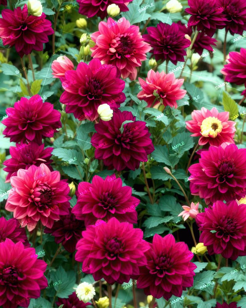 Pompon Dahlias Flowers
