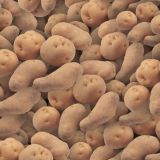 Potatoes-22.jpg