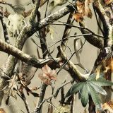 Premium-TrueRutt-Buck-Camo-thumb.jpg