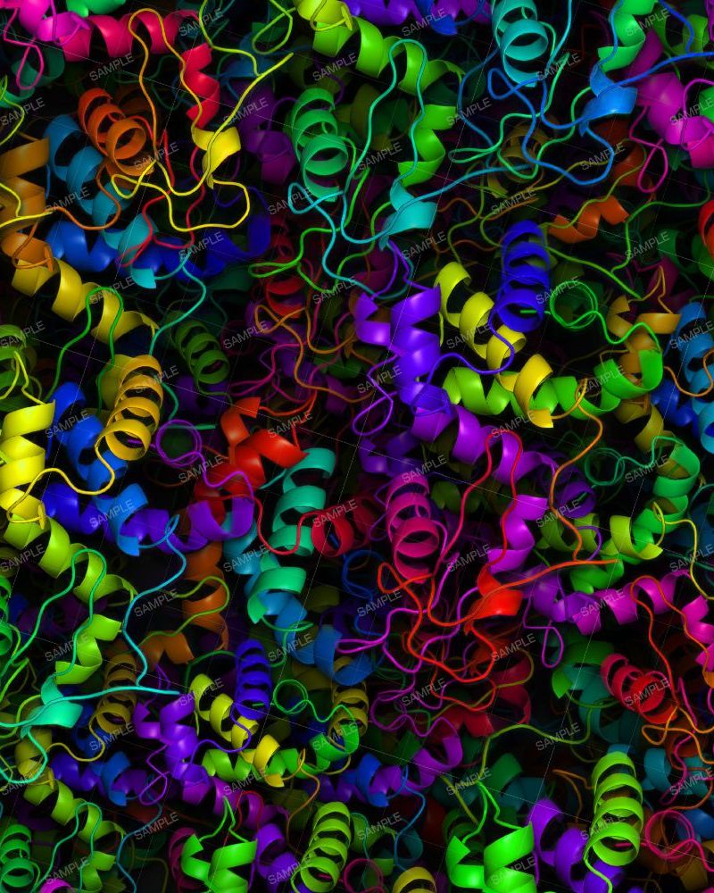 Protein Structure