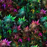 Psychedelic-Elephant-Kush.jpg