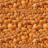 Pumpkins-22.jpg