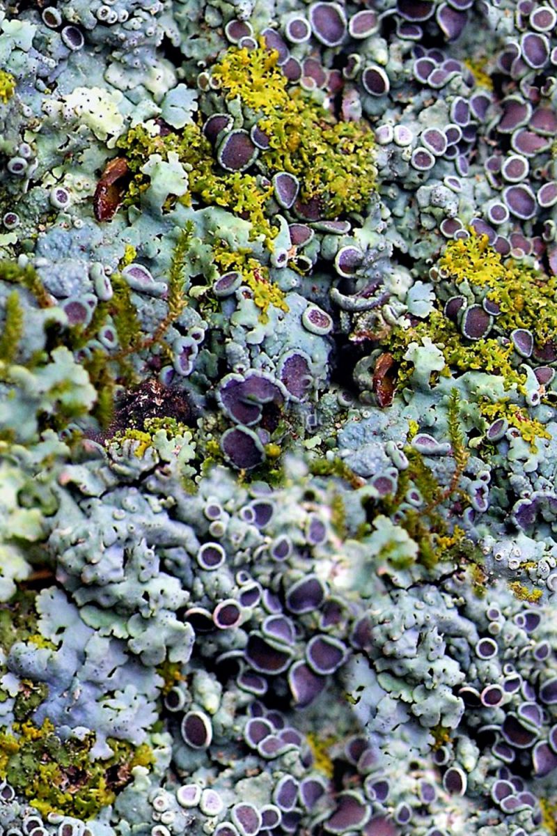 Purple Fungus