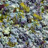 Purple-Fungus.jpg